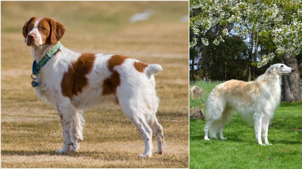 Russian Hound vs French Brittany - Breed Comparison