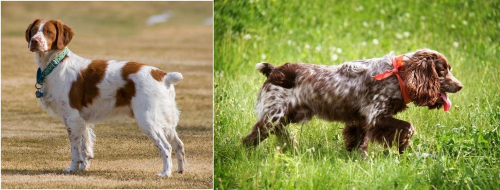 Russian Spaniel vs French Brittany - Breed Comparison
