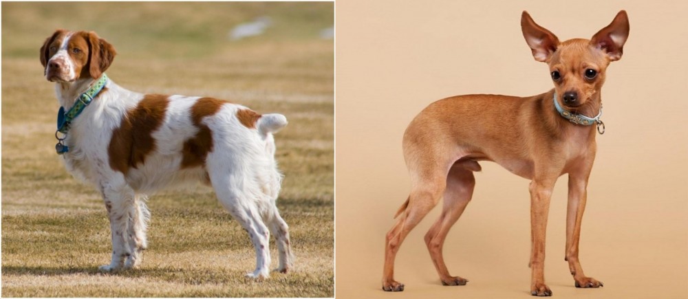 Russian Toy Terrier vs French Brittany - Breed Comparison