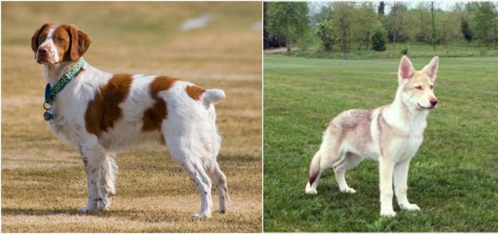 Saarlooswolfhond vs French Brittany - Breed Comparison