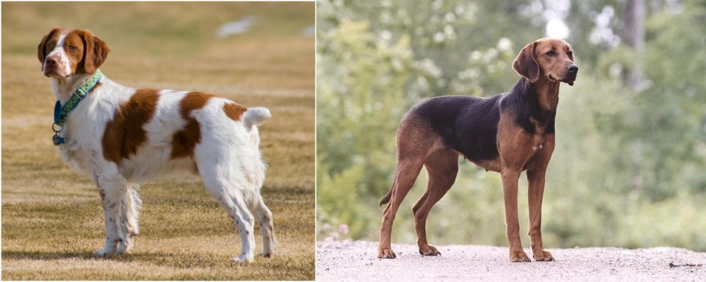 Schillerstovare vs French Brittany - Breed Comparison