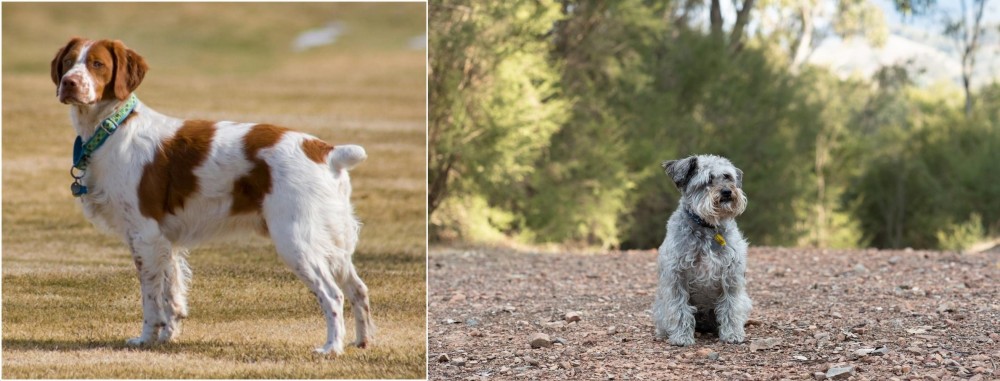 Schnoodle vs French Brittany - Breed Comparison