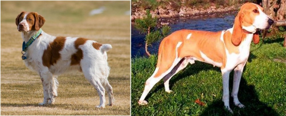 Schweizer Laufhund vs French Brittany - Breed Comparison