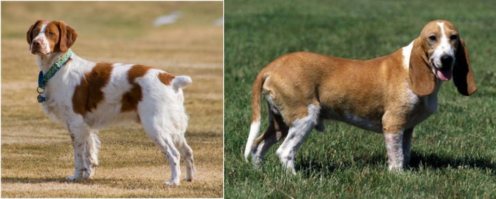 Schweizer Niederlaufhund vs French Brittany - Breed Comparison