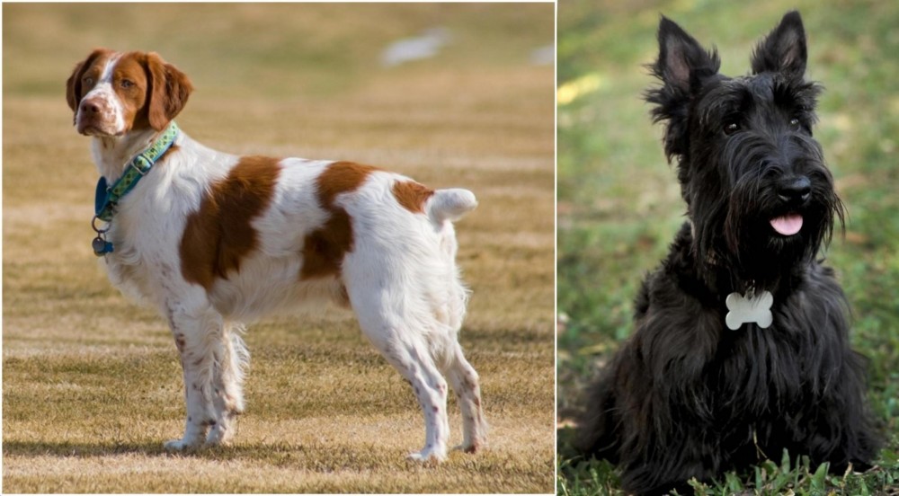Scoland Terrier vs French Brittany - Breed Comparison