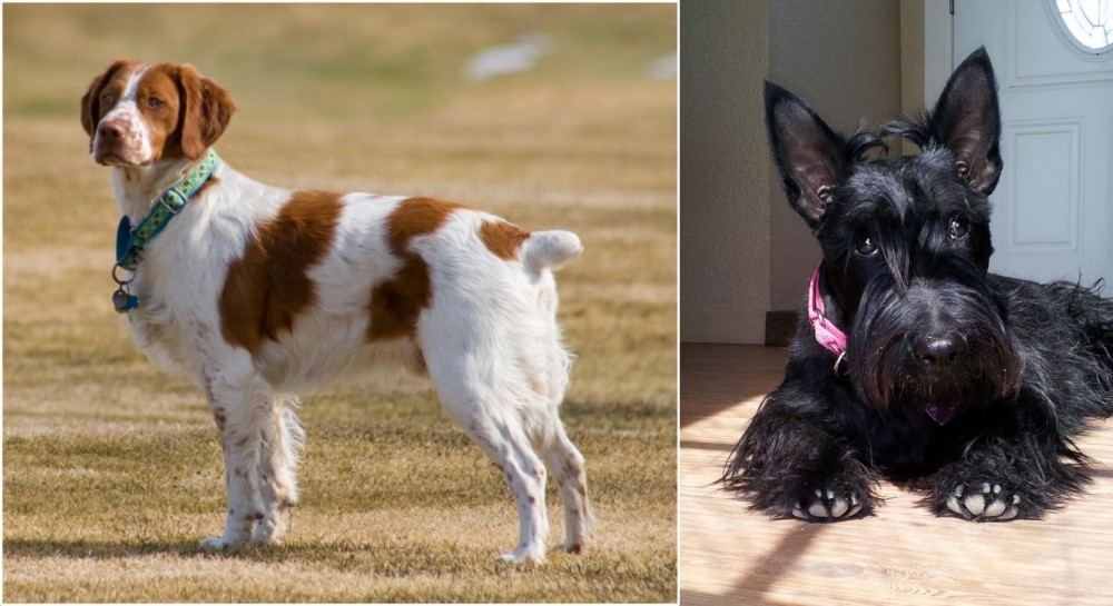 Scottish Terrier vs French Brittany - Breed Comparison