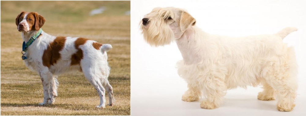 Sealyham Terrier vs French Brittany - Breed Comparison