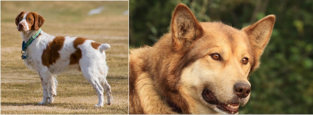 Seppala Siberian Sleddog vs French Brittany - Breed Comparison
