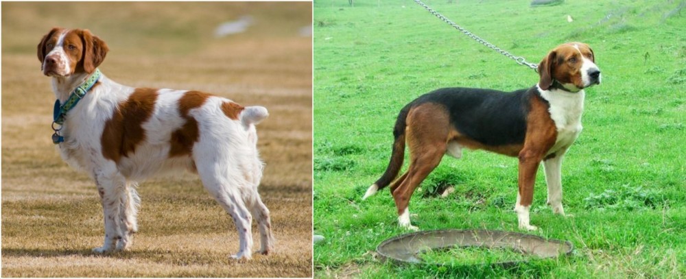 Serbian Tricolour Hound vs French Brittany - Breed Comparison