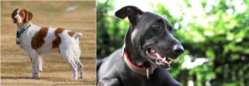 Shepard Labrador vs French Brittany - Breed Comparison