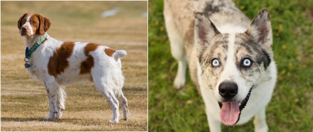 Shepherd Husky vs French Brittany - Breed Comparison