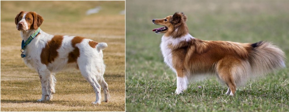 Shetland Sheepdog vs French Brittany - Breed Comparison