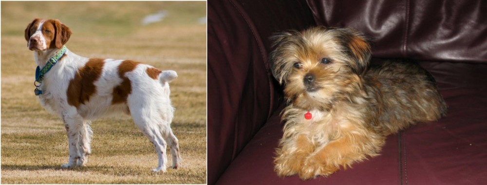Shorkie vs French Brittany - Breed Comparison