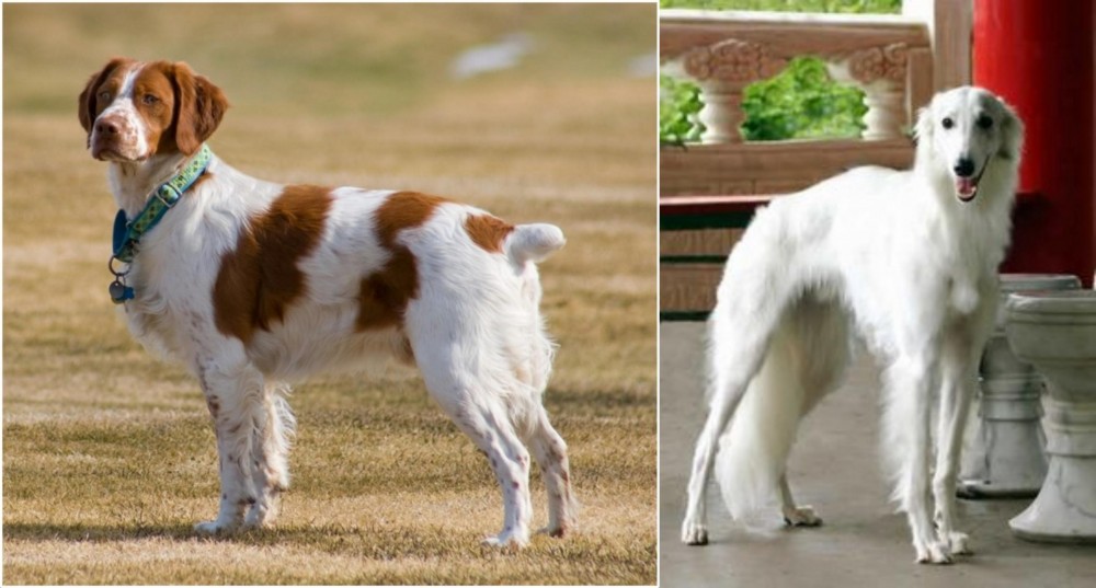 Silken Windhound vs French Brittany - Breed Comparison