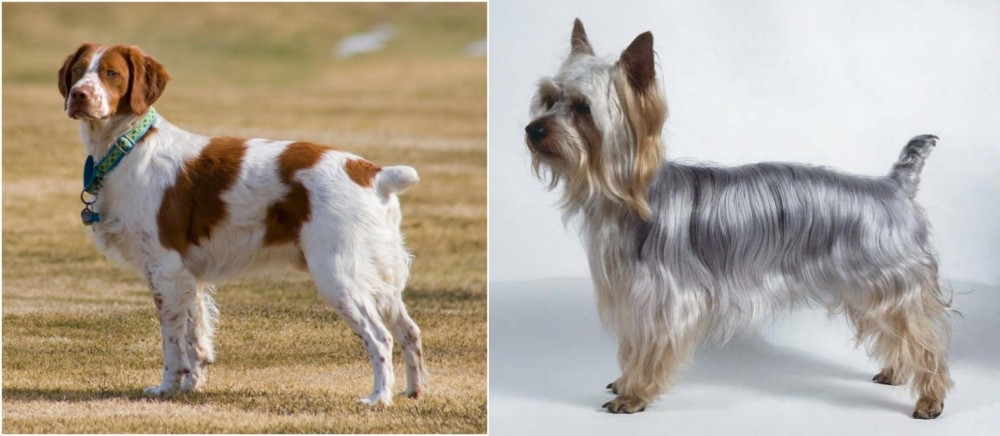 Silky Terrier vs French Brittany - Breed Comparison