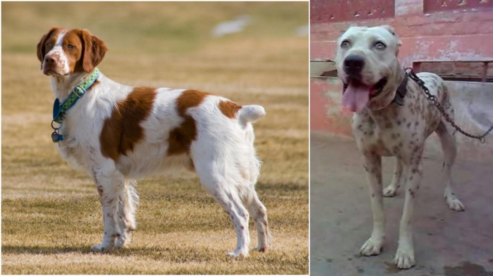 Sindh Mastiff vs French Brittany - Breed Comparison