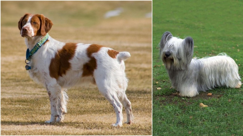 Skye Terrier vs French Brittany - Breed Comparison
