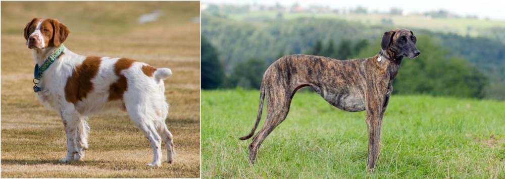 Sloughi vs French Brittany - Breed Comparison