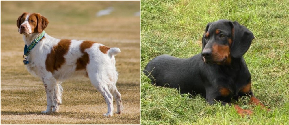 Slovakian Hound vs French Brittany - Breed Comparison