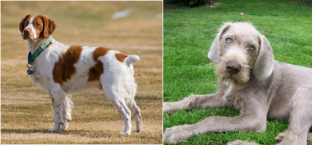 Slovakian Rough Haired Pointer vs French Brittany - Breed Comparison