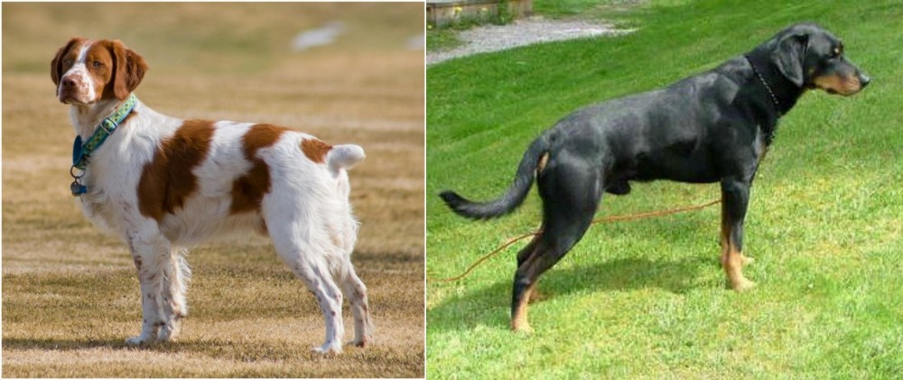 Smalandsstovare vs French Brittany - Breed Comparison