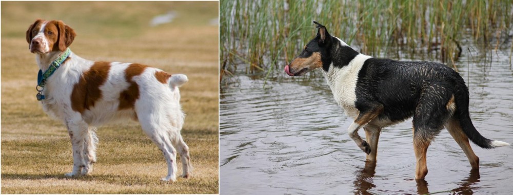Smooth Collie vs French Brittany - Breed Comparison
