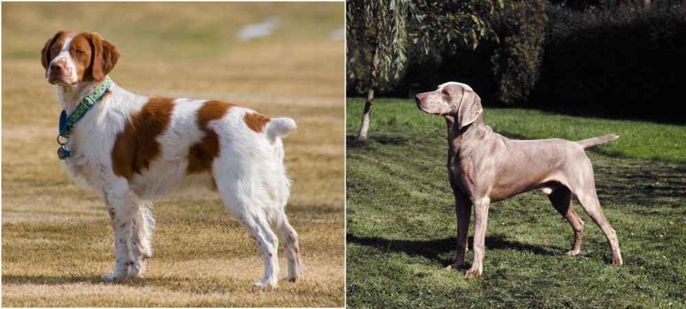 Smooth Haired Weimaraner vs French Brittany - Breed Comparison