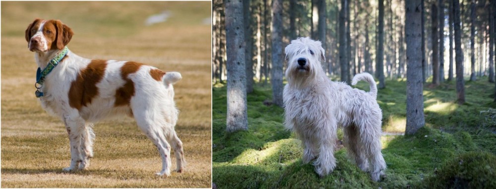 Soft-Coated Wheaten Terrier vs French Brittany - Breed Comparison