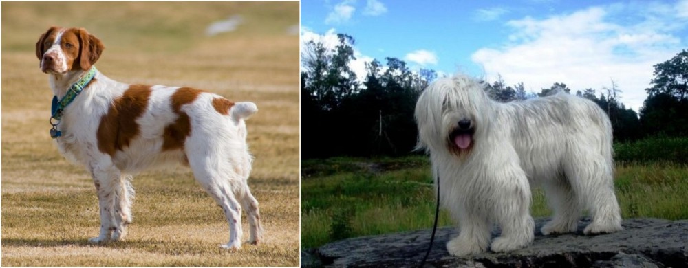 South Russian Ovcharka vs French Brittany - Breed Comparison