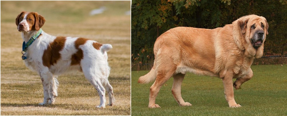 Spanish Mastiff vs French Brittany - Breed Comparison