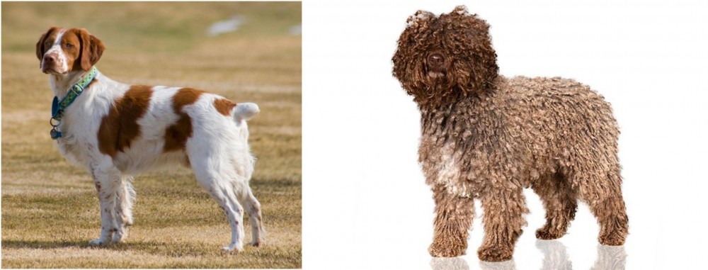 Spanish Water Dog vs French Brittany - Breed Comparison
