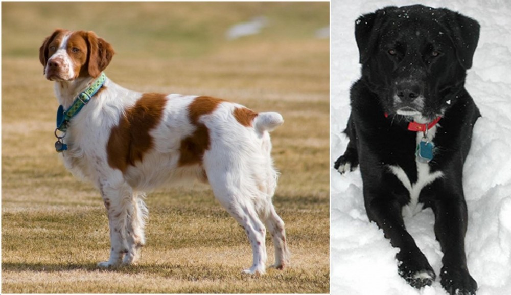 St. John's Water Dog vs French Brittany - Breed Comparison