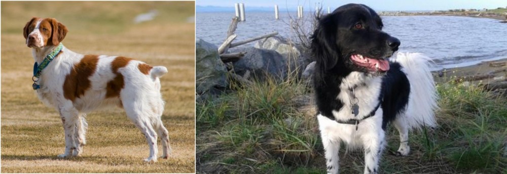 Stabyhoun vs French Brittany - Breed Comparison