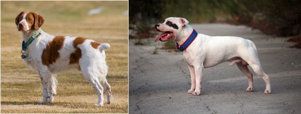 Staffordshire Bull Terrier vs French Brittany - Breed Comparison