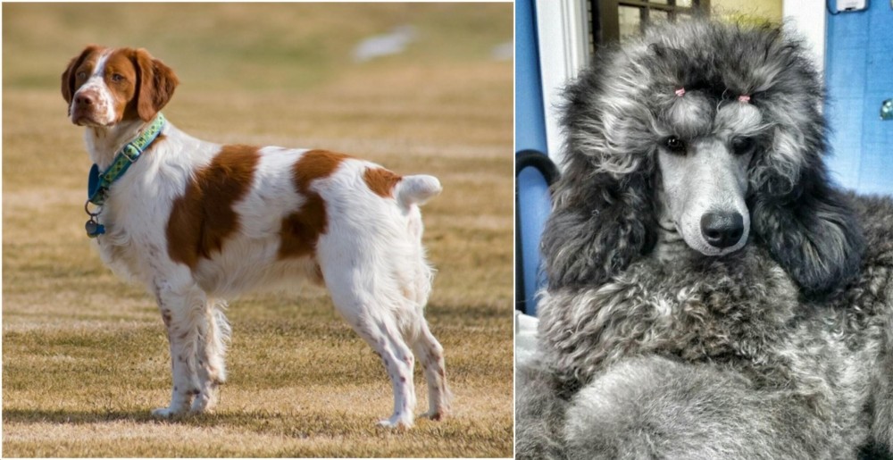 Standard Poodle vs French Brittany - Breed Comparison