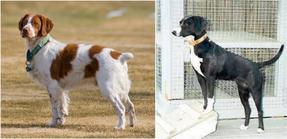 Stephens Stock vs French Brittany - Breed Comparison