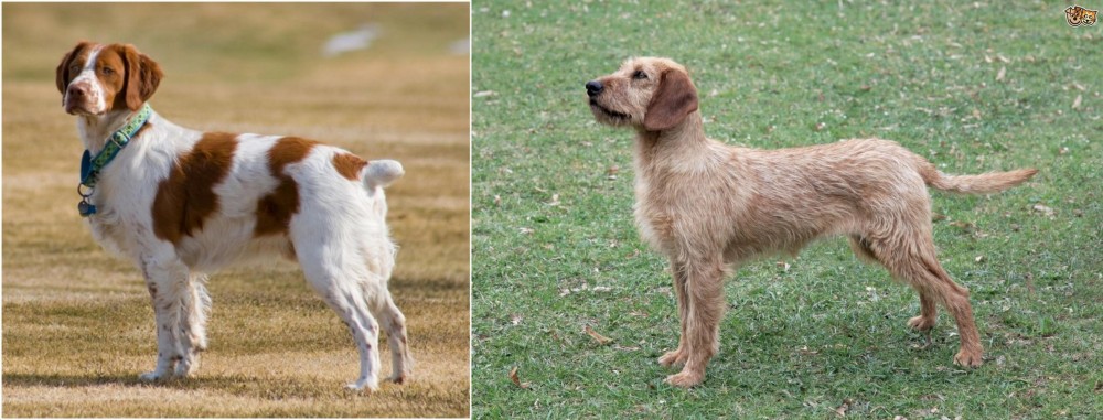 Styrian Coarse Haired Hound vs French Brittany - Breed Comparison