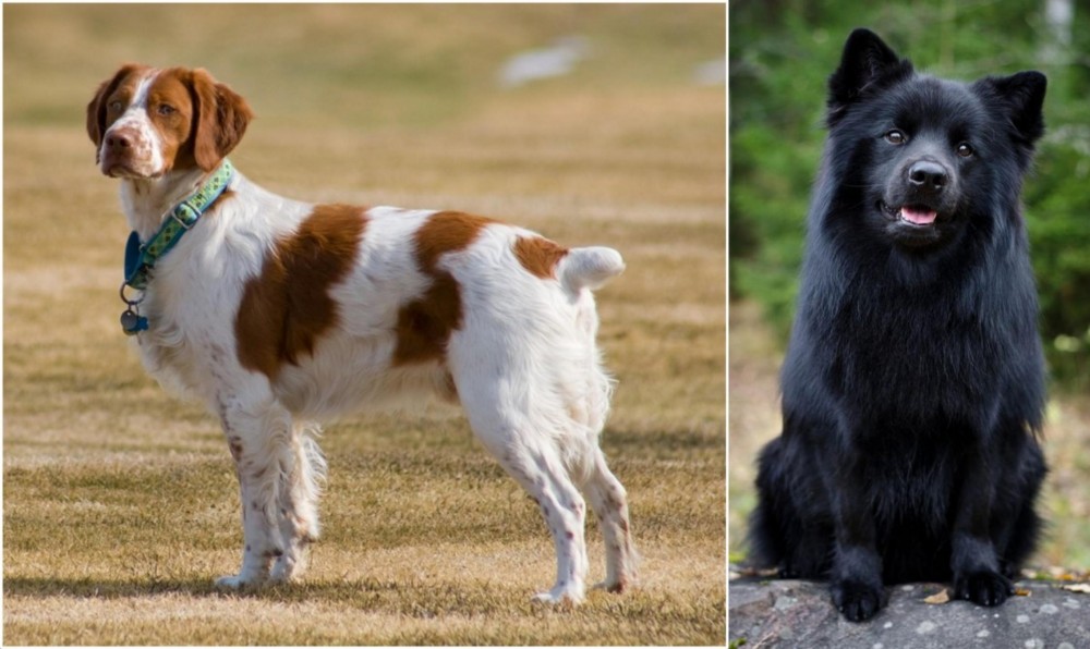 Swedish Lapphund vs French Brittany - Breed Comparison