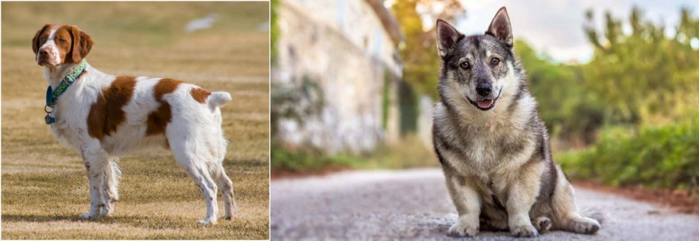 Swedish Vallhund vs French Brittany - Breed Comparison