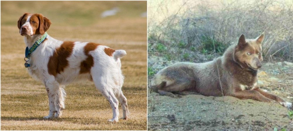 Tahltan Bear Dog vs French Brittany - Breed Comparison