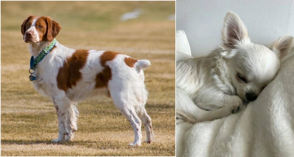 Tea Cup Chihuahua vs French Brittany - Breed Comparison