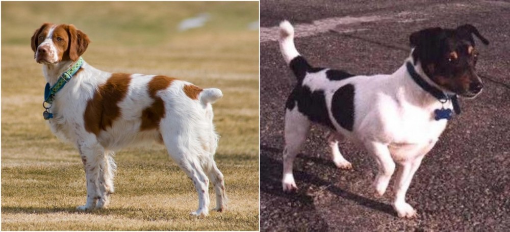 Teddy Roosevelt Terrier vs French Brittany - Breed Comparison