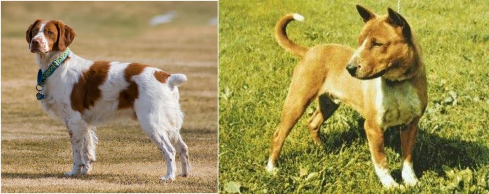 Telomian vs French Brittany - Breed Comparison