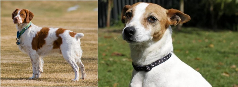 Tenterfield Terrier vs French Brittany - Breed Comparison