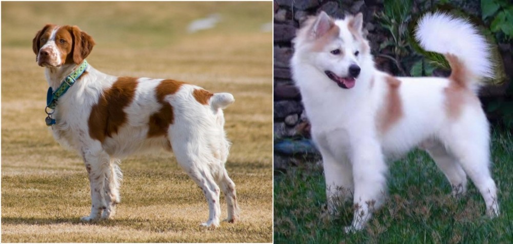 Thai Bangkaew vs French Brittany - Breed Comparison