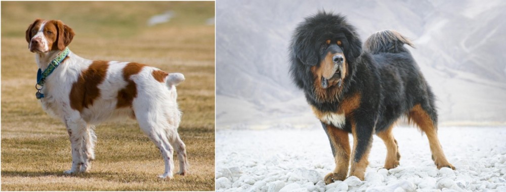 Tibetan Mastiff vs French Brittany - Breed Comparison