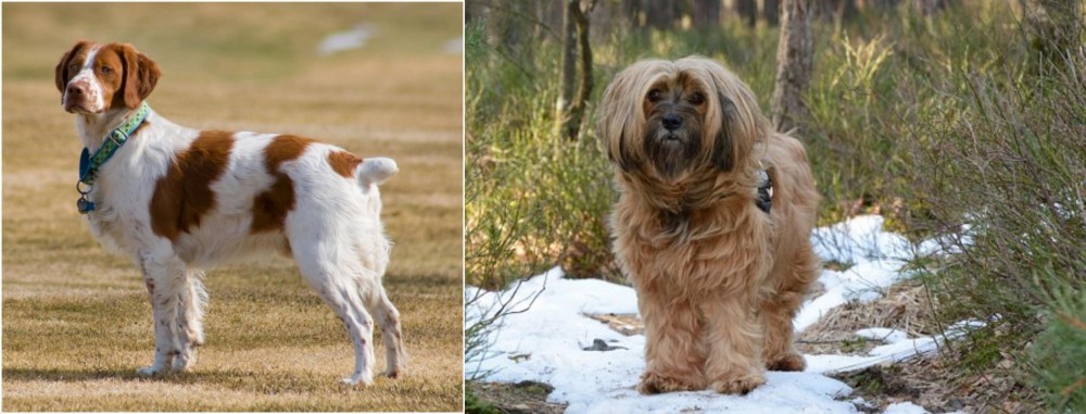 Tibetan Terrier vs French Brittany - Breed Comparison