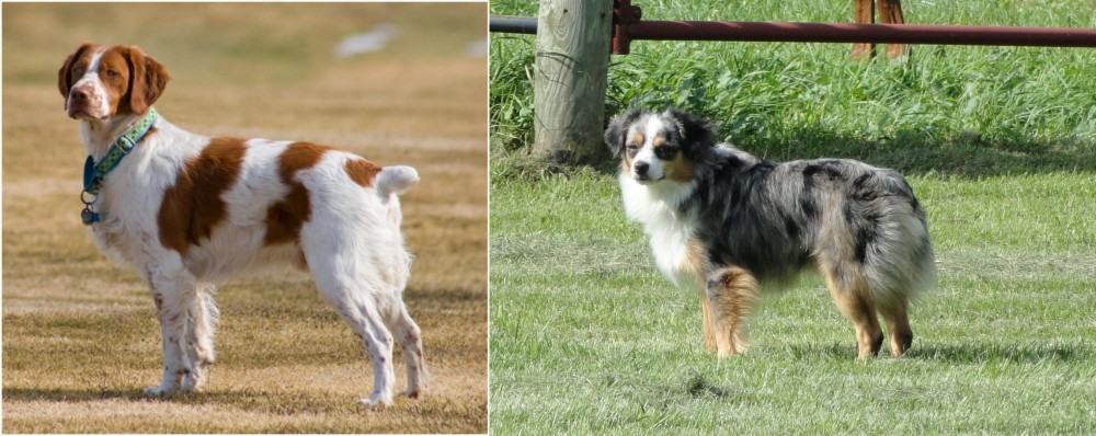 Toy Australian Shepherd vs French Brittany - Breed Comparison