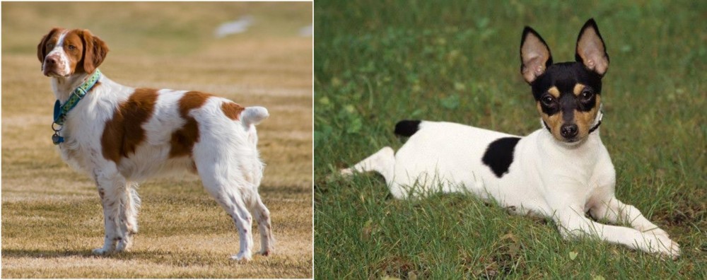 Toy Fox Terrier vs French Brittany - Breed Comparison