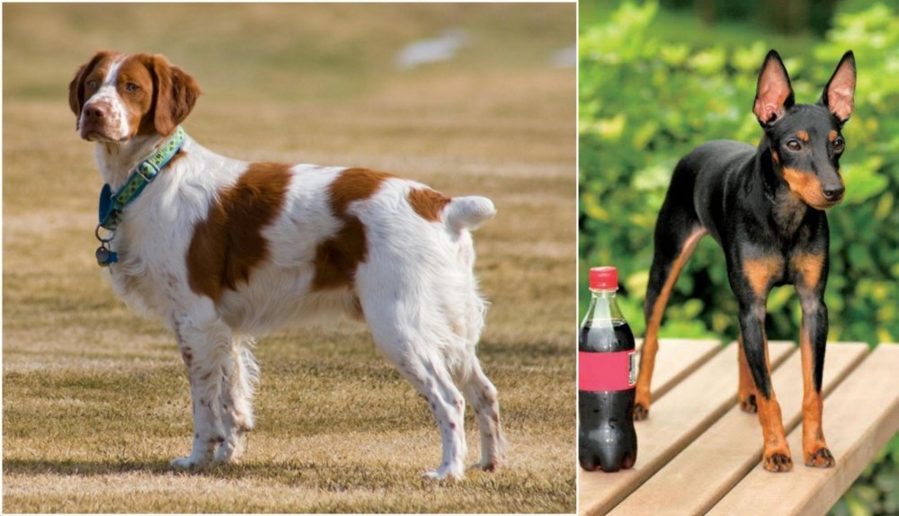 Toy Manchester Terrier vs French Brittany - Breed Comparison